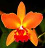 Orquidea-002.jpg