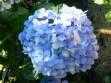 hortensia.jpg