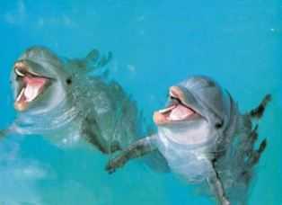 Delfines