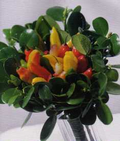 Bouquet Bouquet