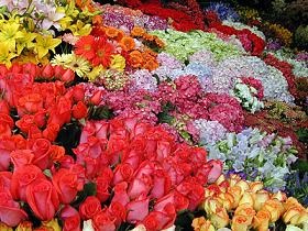 FLORES FLORES