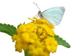 Liberar mariposas.jpg