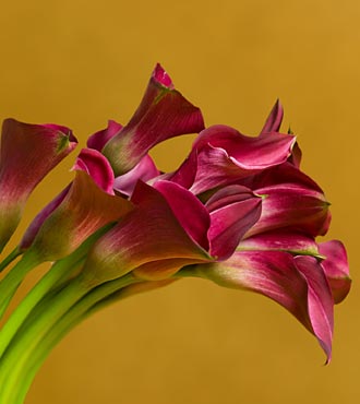 callas_lilas.jpg