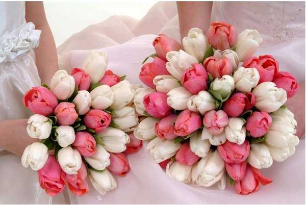 Tulipanes para ramos de flores